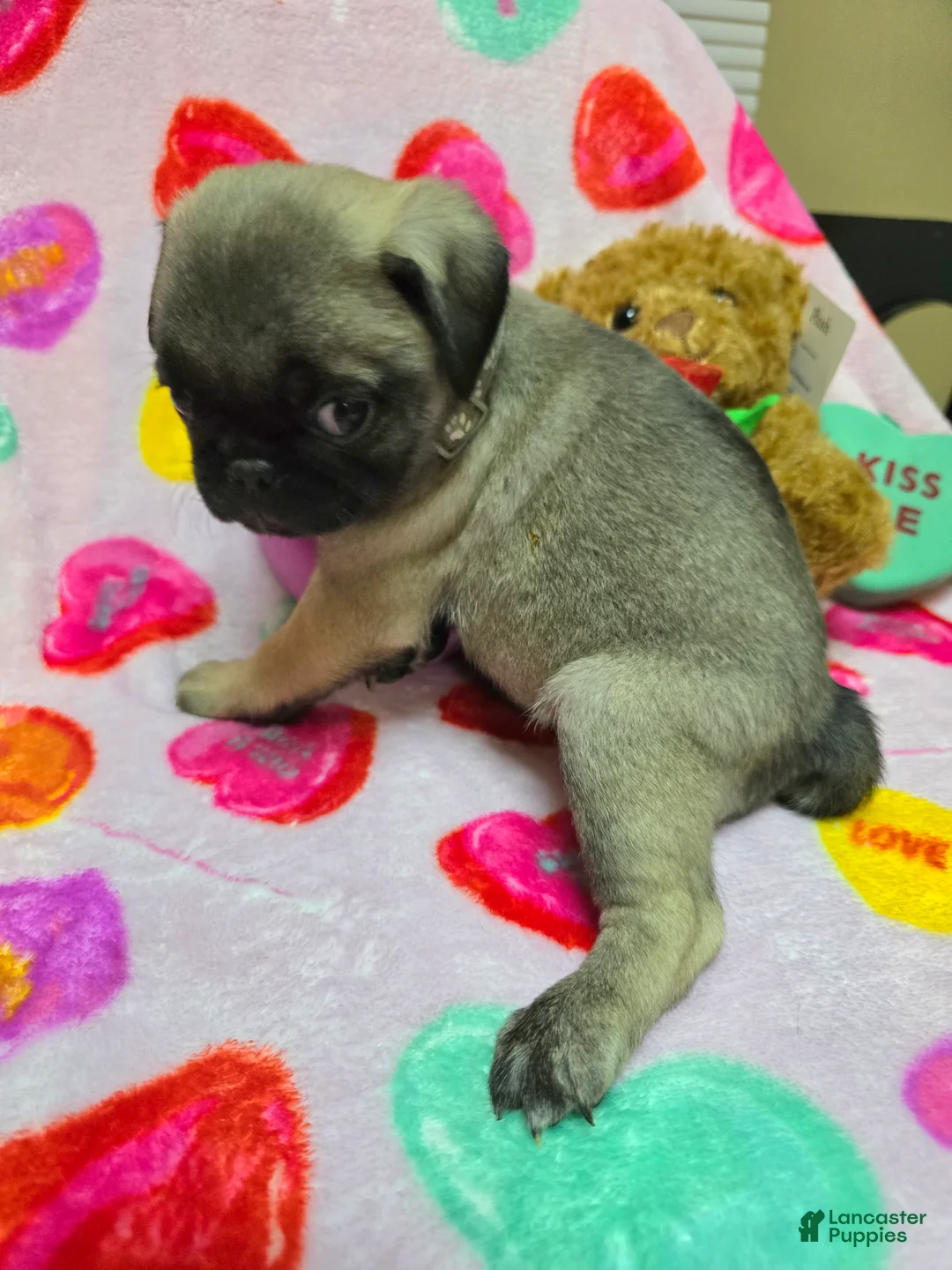 Pug dogs for sale: Maddie - Ad 2