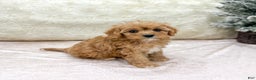 Cavapoo dogs for sale: Piper - Ad 3