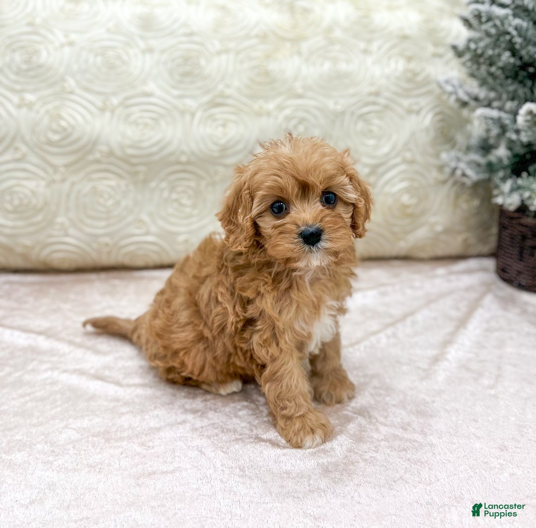 Cavapoo dogs for sale: Piper - Ad 3