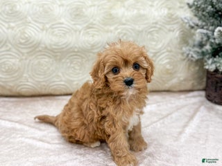 Cavapoo dogs Piper - Ad 36