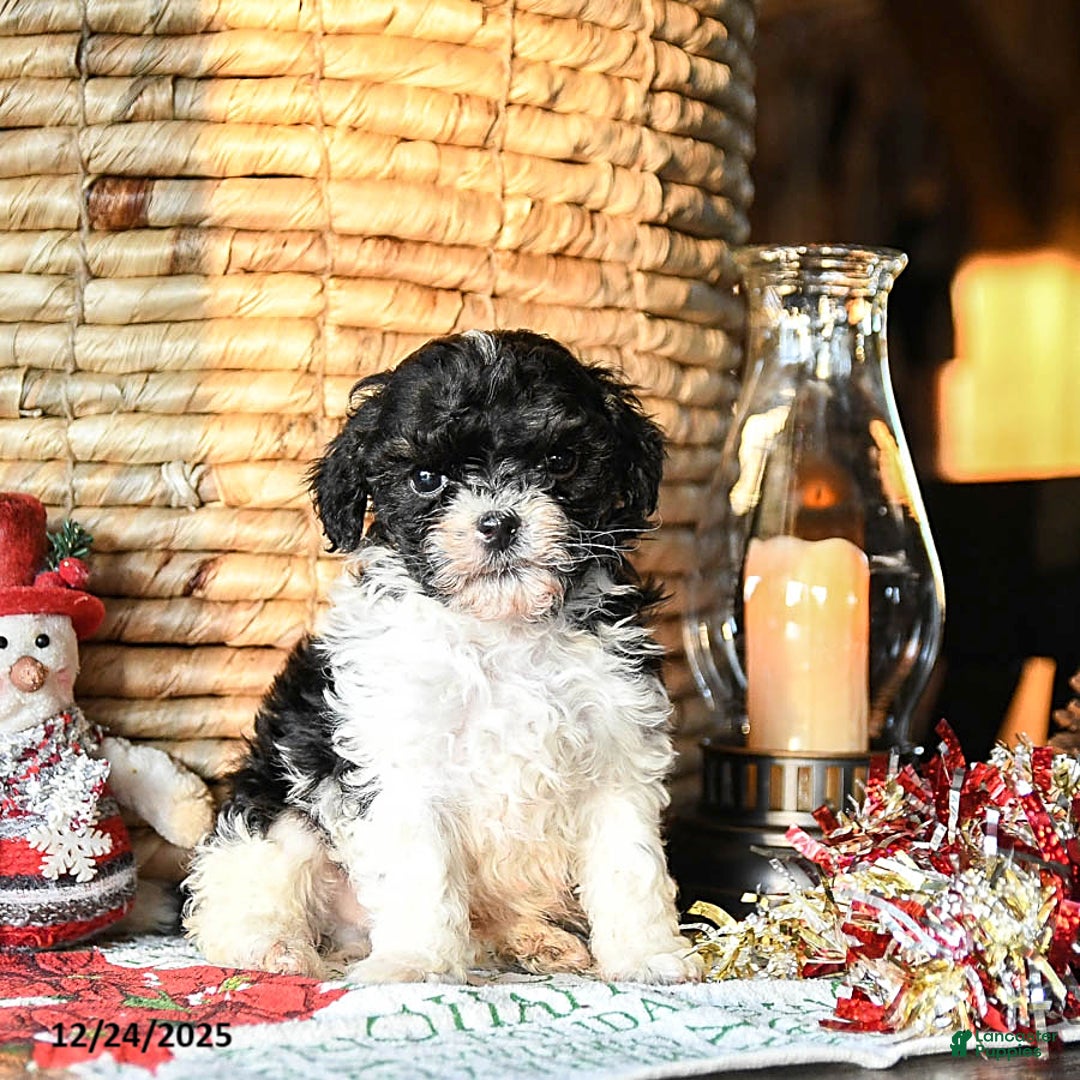 Shihpoo dogs for sale: Gus - Ad 3
