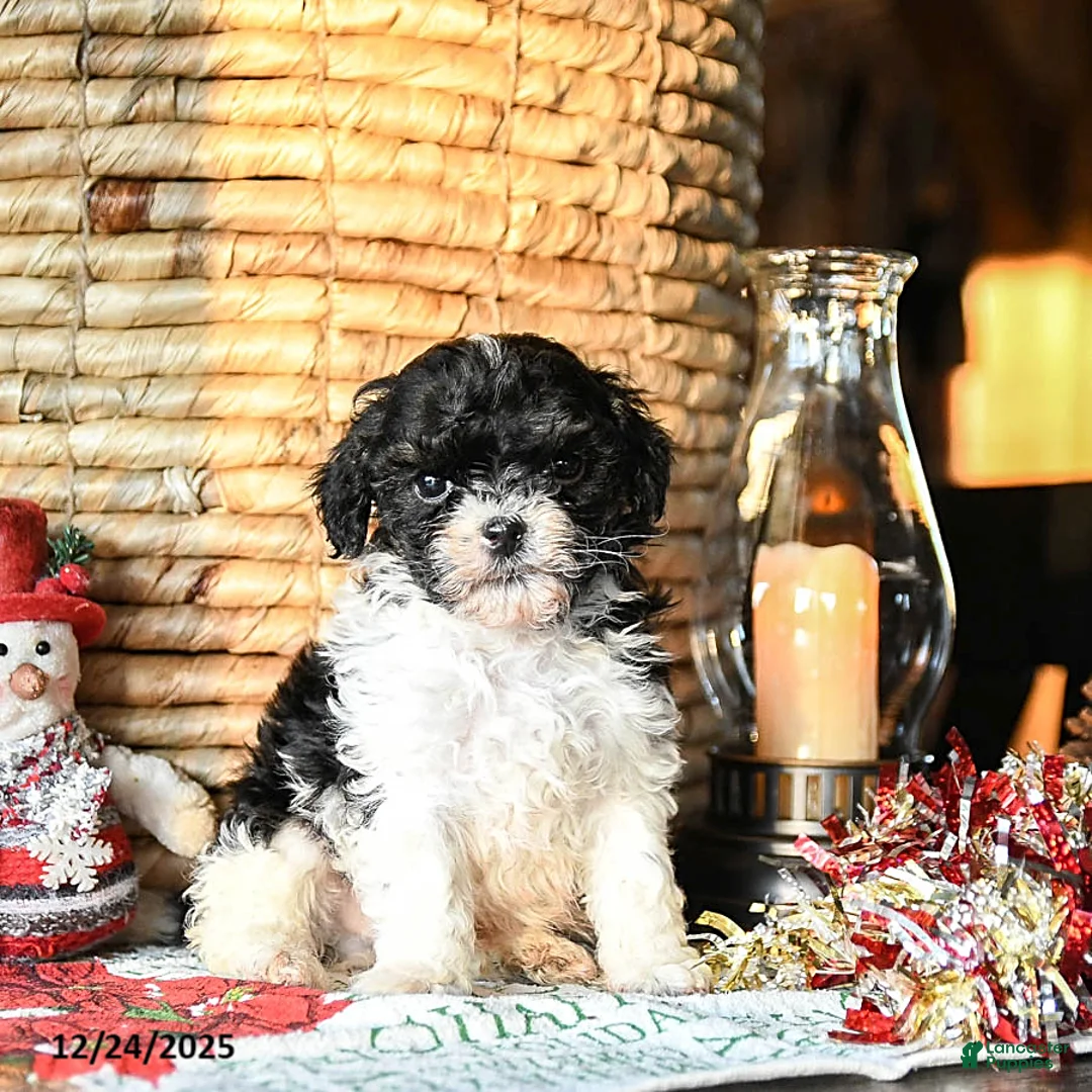 Shihpoo dogs for sale: Gus - Ad 6