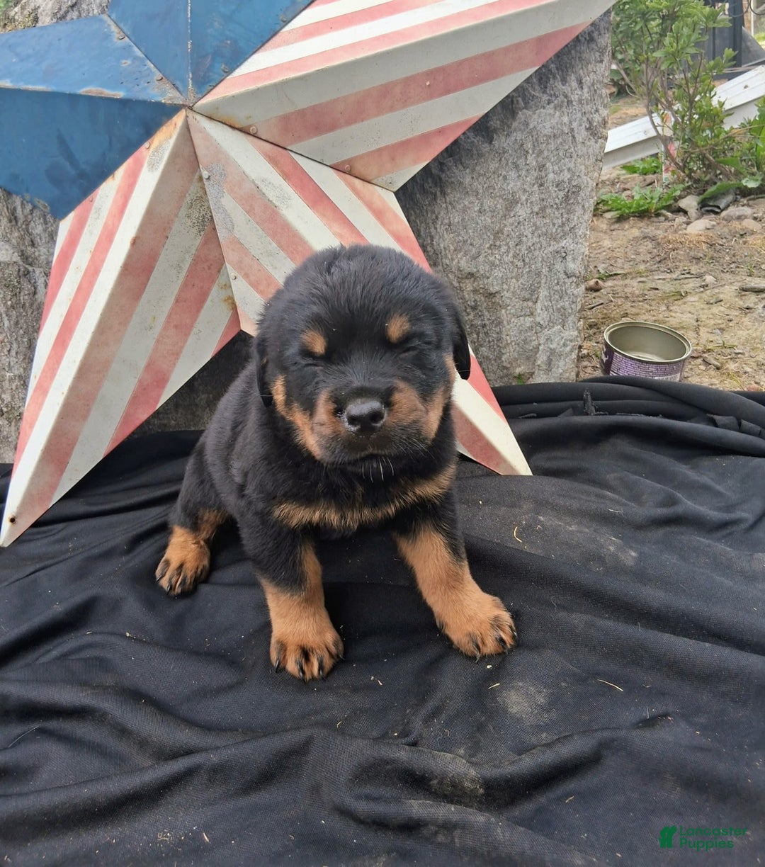 German Shepherd Rottweiler Puppies For Sale South East Rottweiler