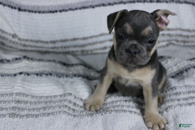 French Bulldog dogs Dennis - Ad 1