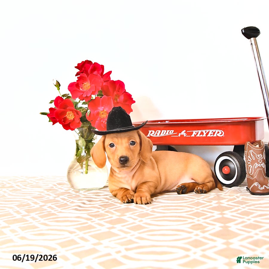 Miniature Dachshund dogs Silas - Ad 1