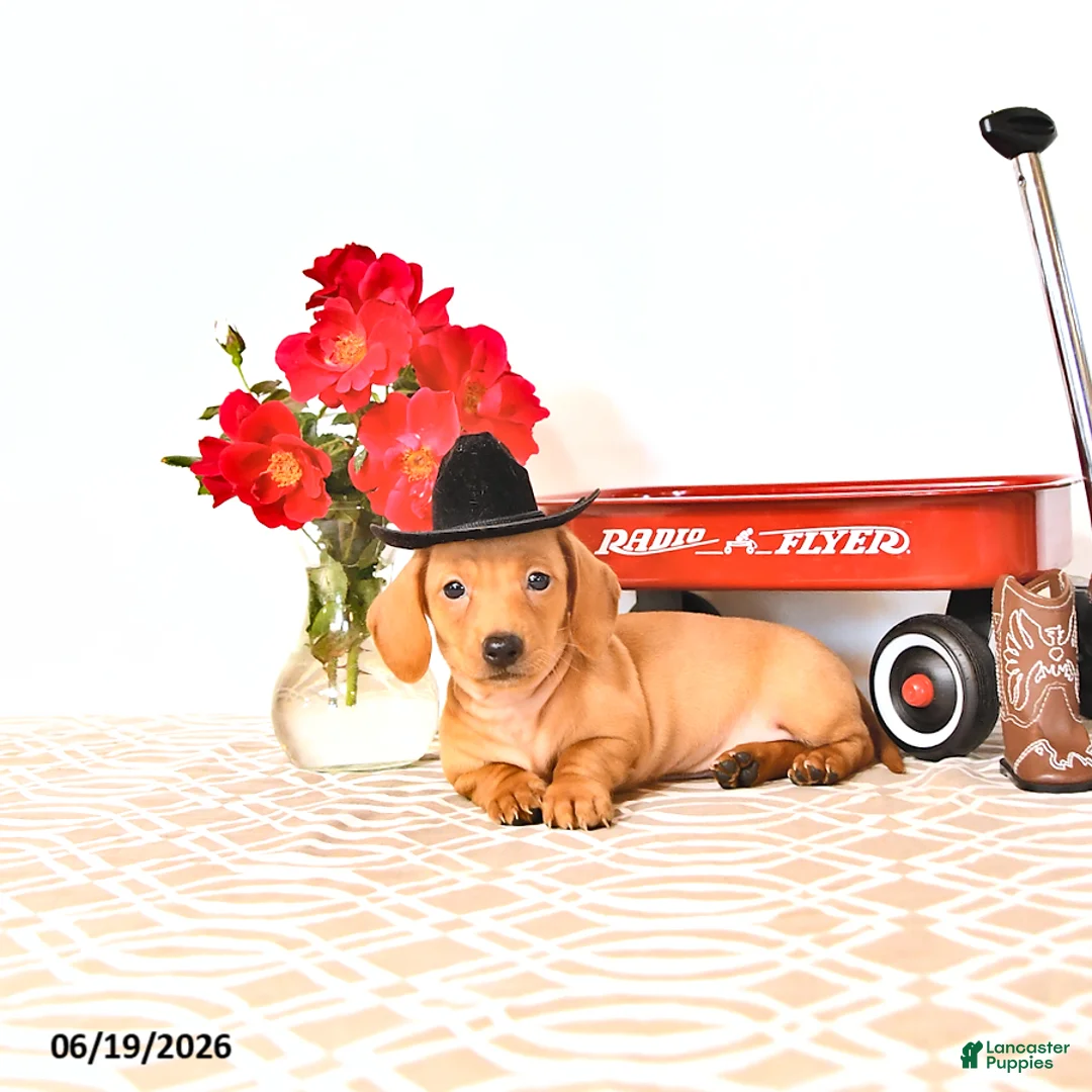 Miniature Dachshund dogs for sale: Silas - Ad 1