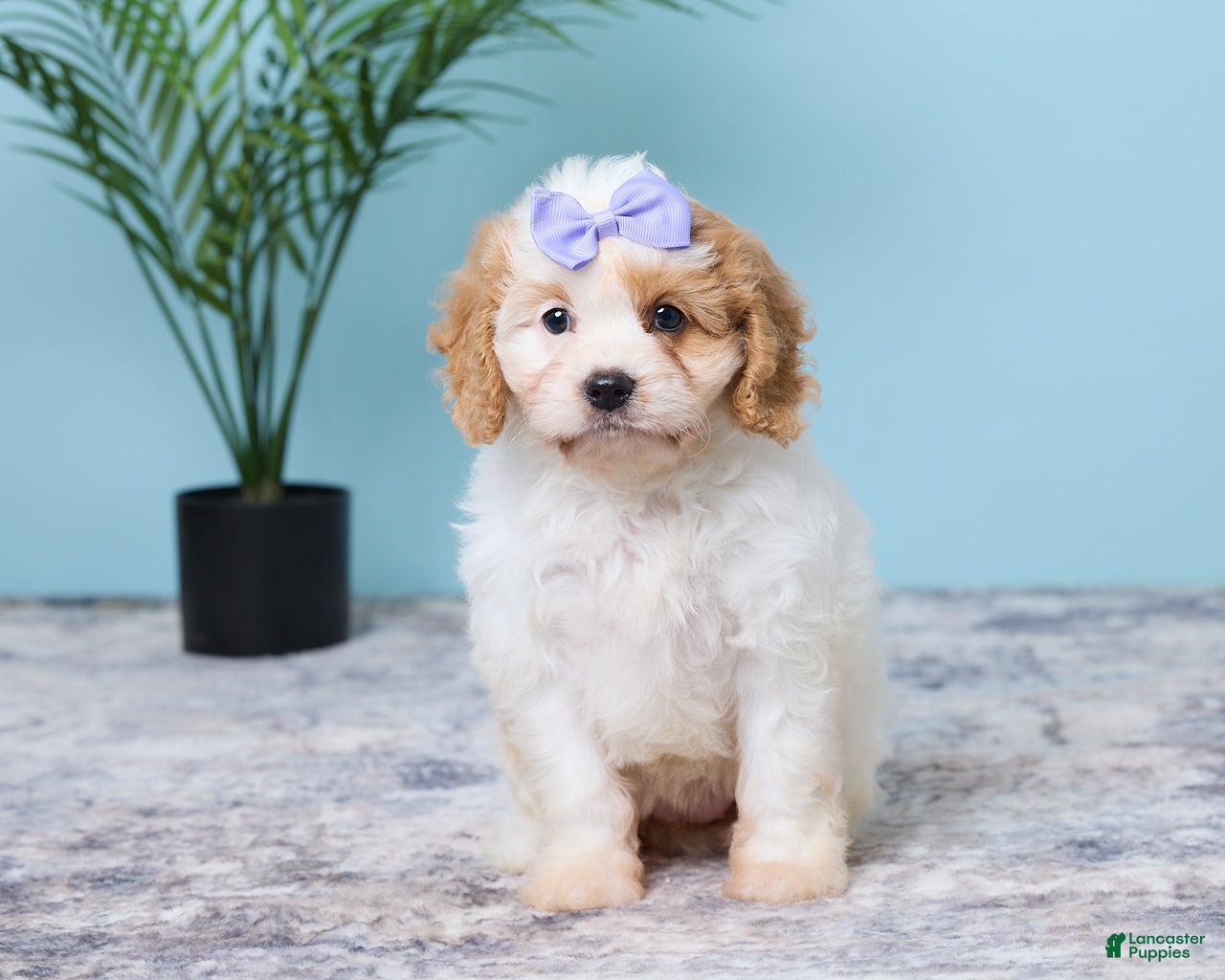 Cavapoo dogs for sale: Lexi - Ad 4