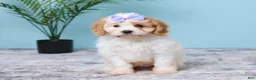 Cavapoo dogs for sale: Lexi - Ad 1