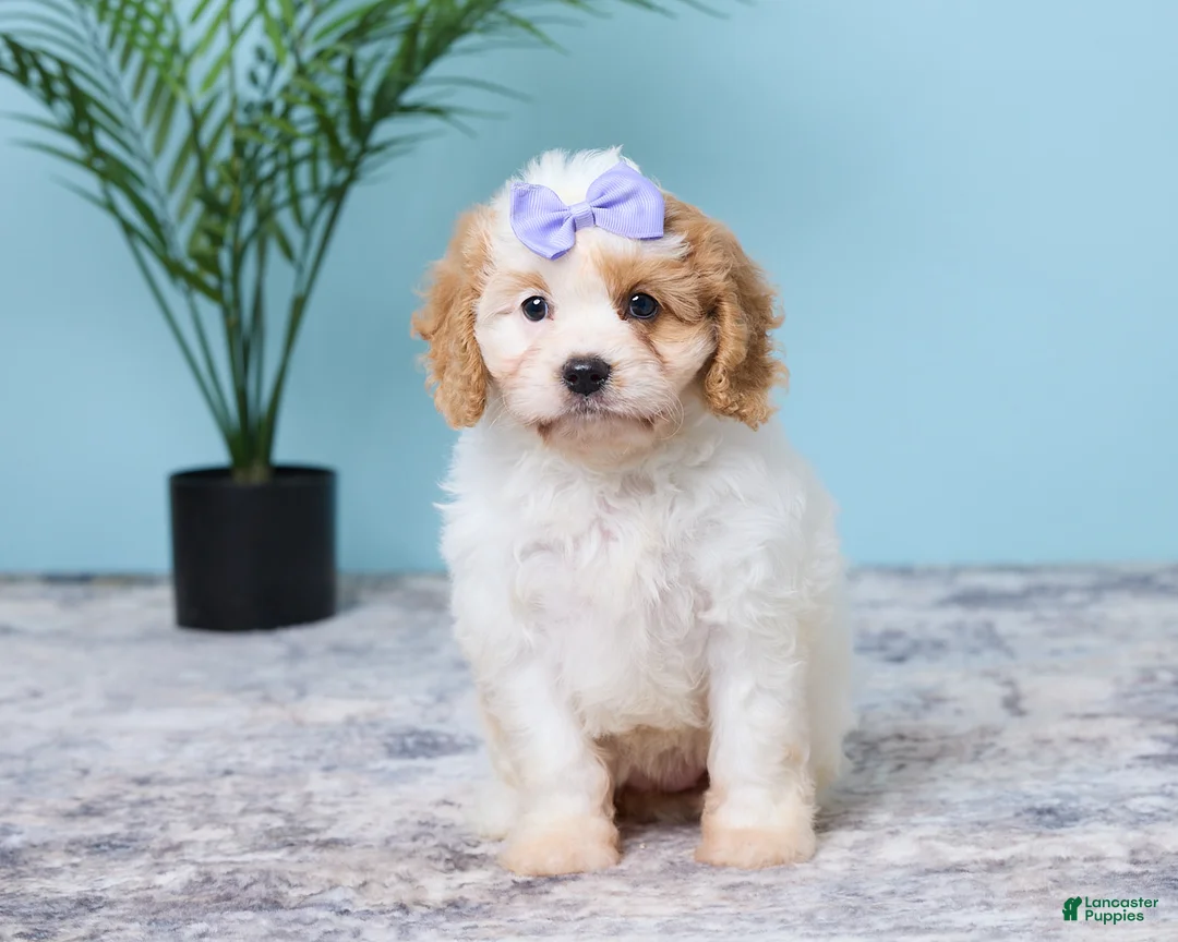 Cavapoo dogs for sale: Lexi - Ad 1