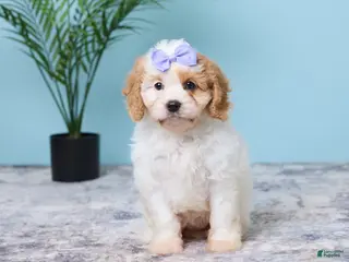 Cavapoo dogs for sale: Lexi - Ad 4