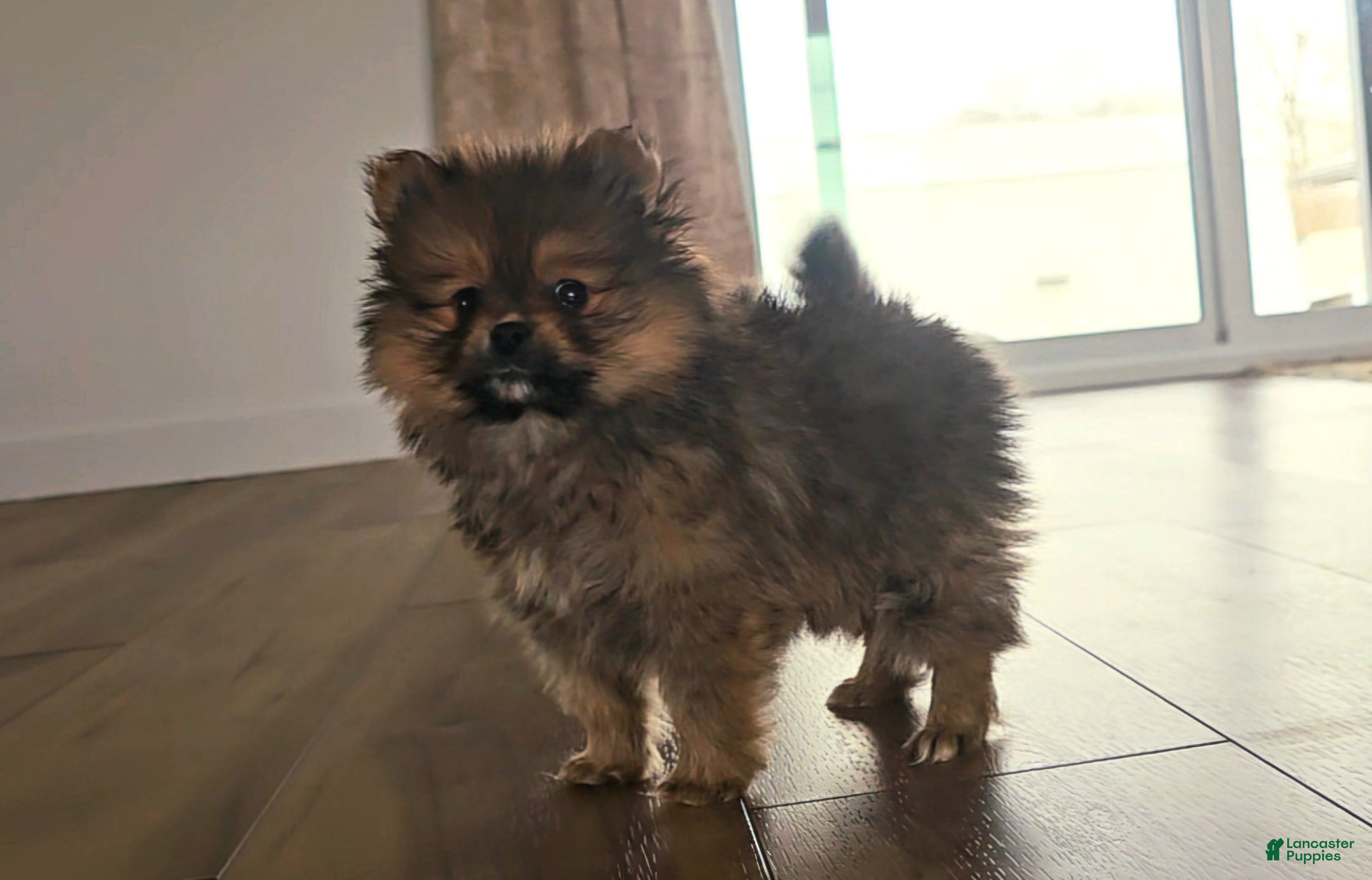 Pomeranian dogs Pomeranian Puppy 2 - Ad 2