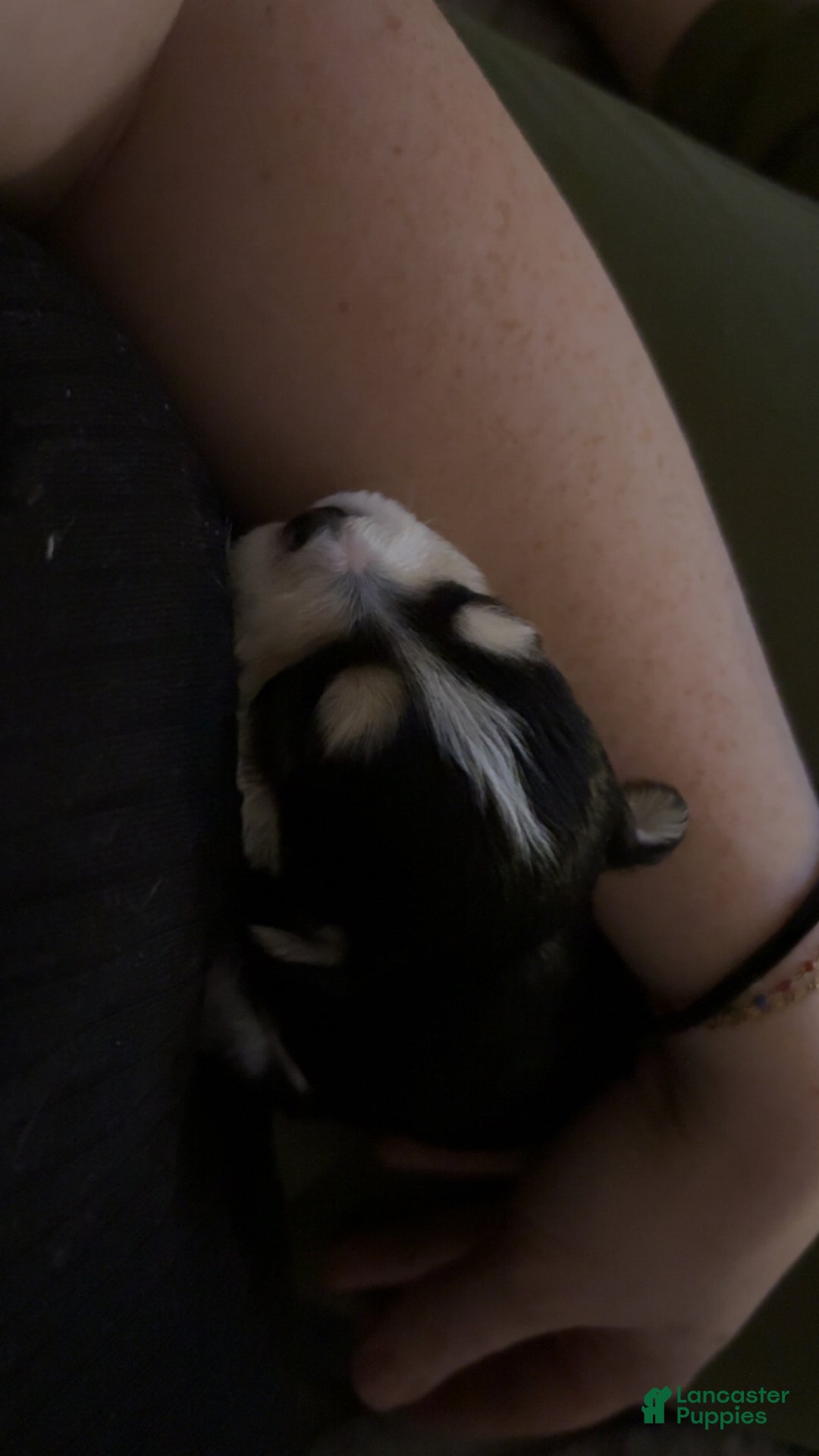 Mixed Breed dogs for sale: Amour - Ad 3