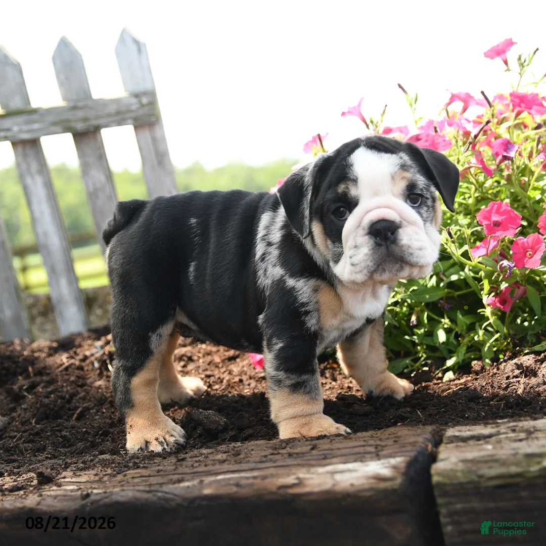 English Bulldog dogs for sale: Ralph - Ad 5