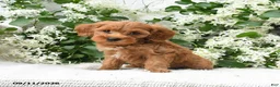 Goldendoodle dogs for sale: Julie  - Ad 4