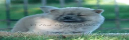 Chow Chow dogs for sale: Bouji - Ad 9
