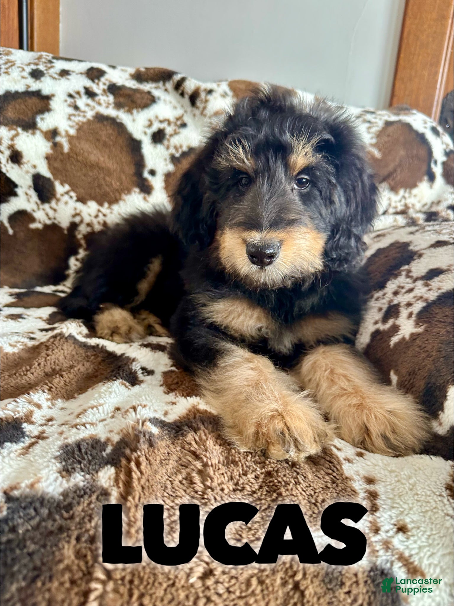 Mixed Breed dogs Lucas - Ad 16