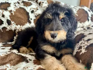 Mixed Breed dogs Lucas - Ad 16