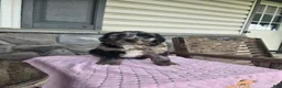 Mini Aussiedoodle dogs for sale: Alisha - Ad 5
