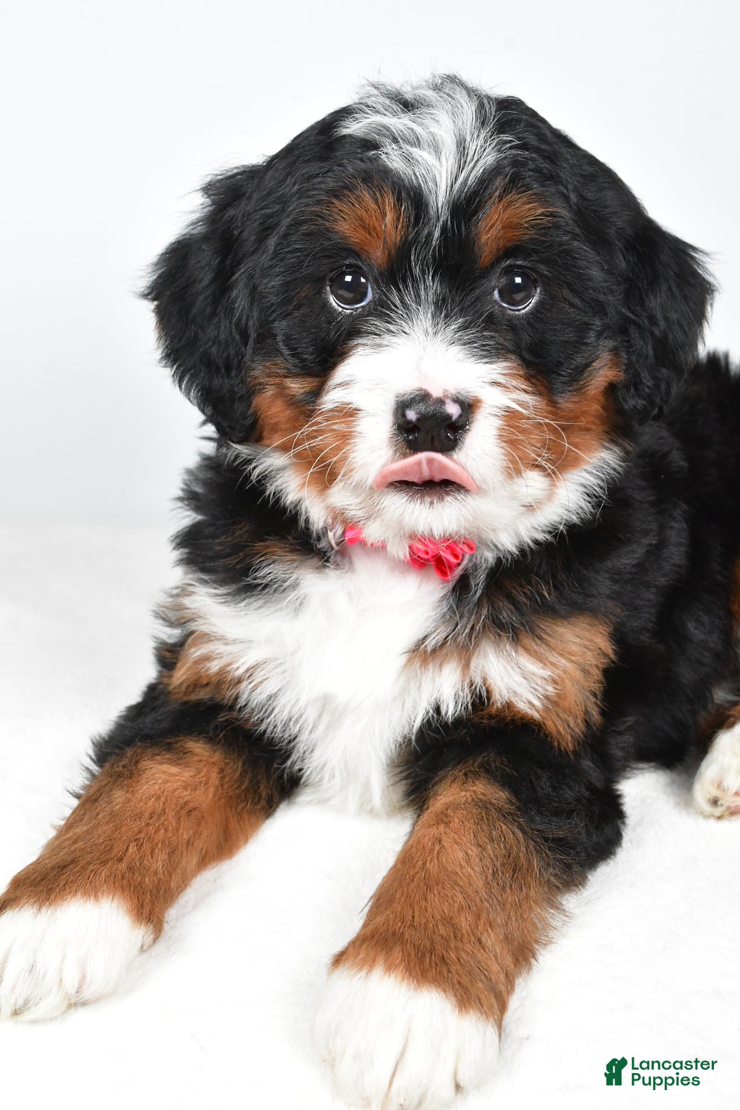 Mini Bernedoodle dogs for sale: Annabell - Ad 5