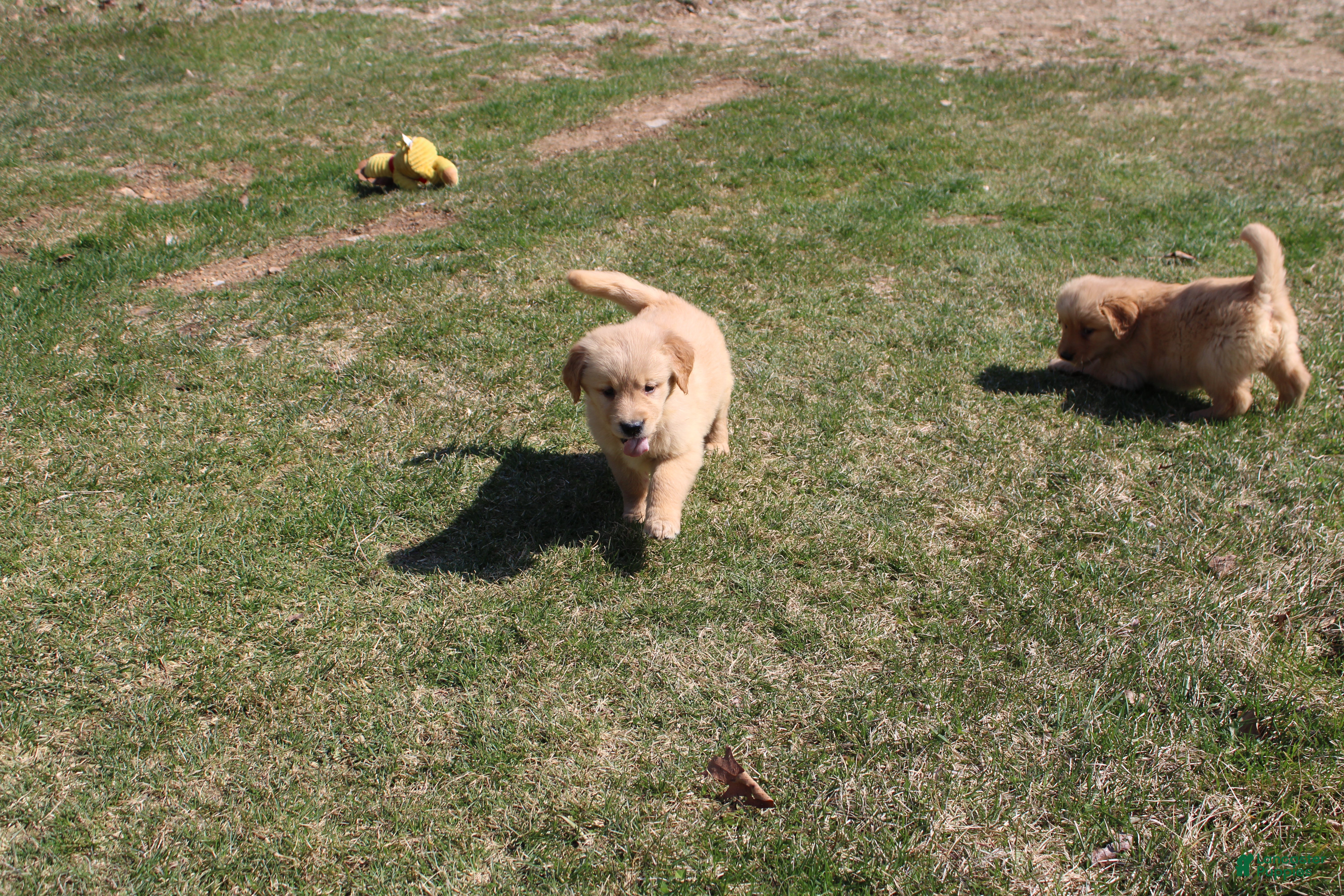 Golden Retriever dogs Milliliter  - Ad 1