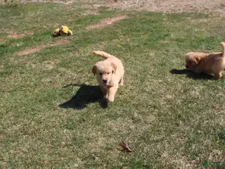 Golden Retriever dogs Milliliter - Ad 25