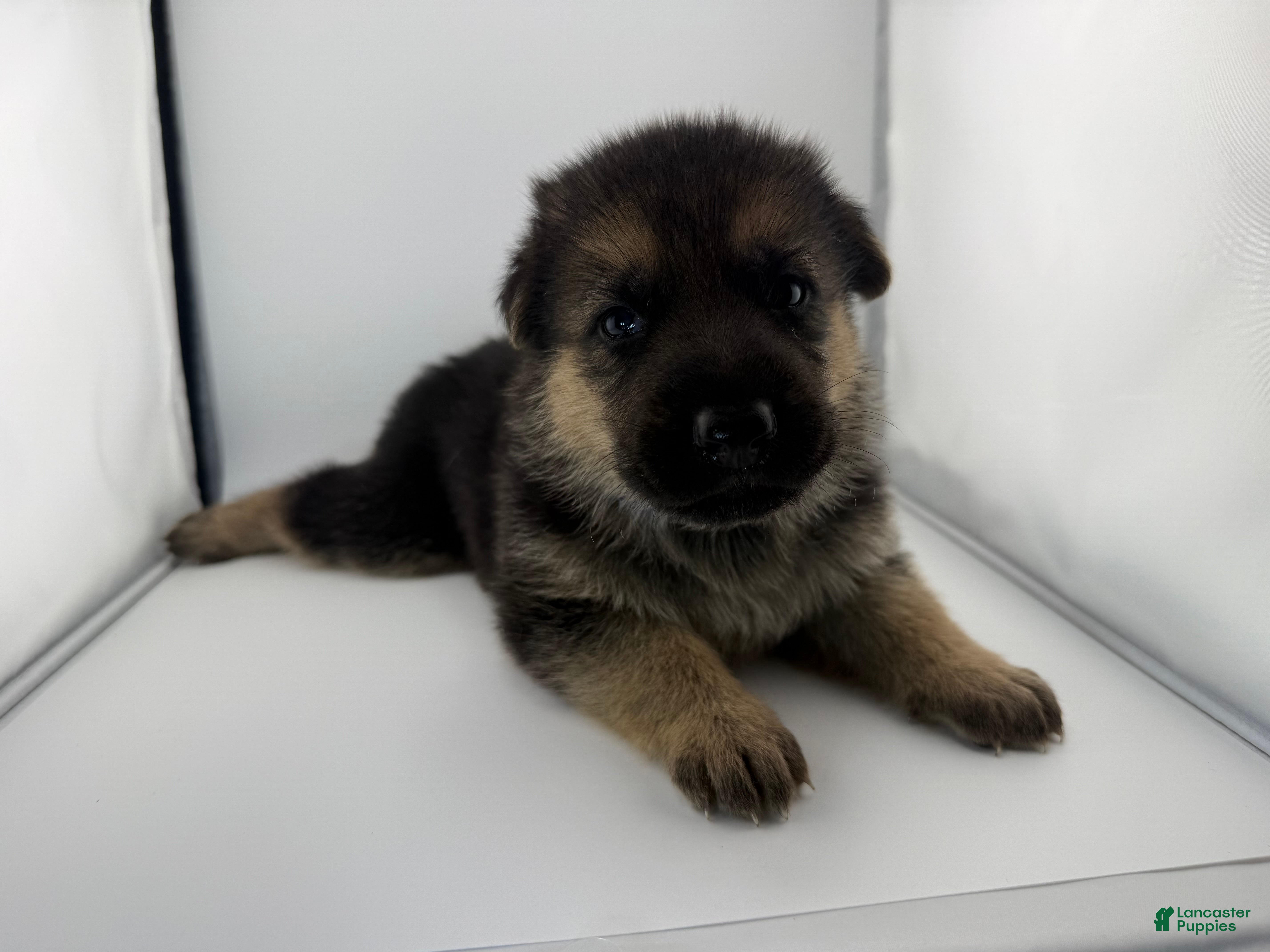 German Shepherd dogs Dallas - Ad 1