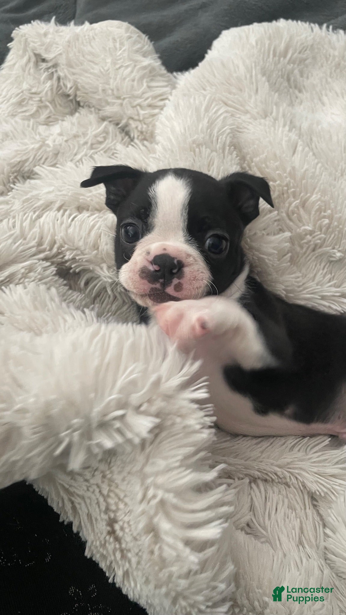 Boston Terrier dogs Dash - Ad 8