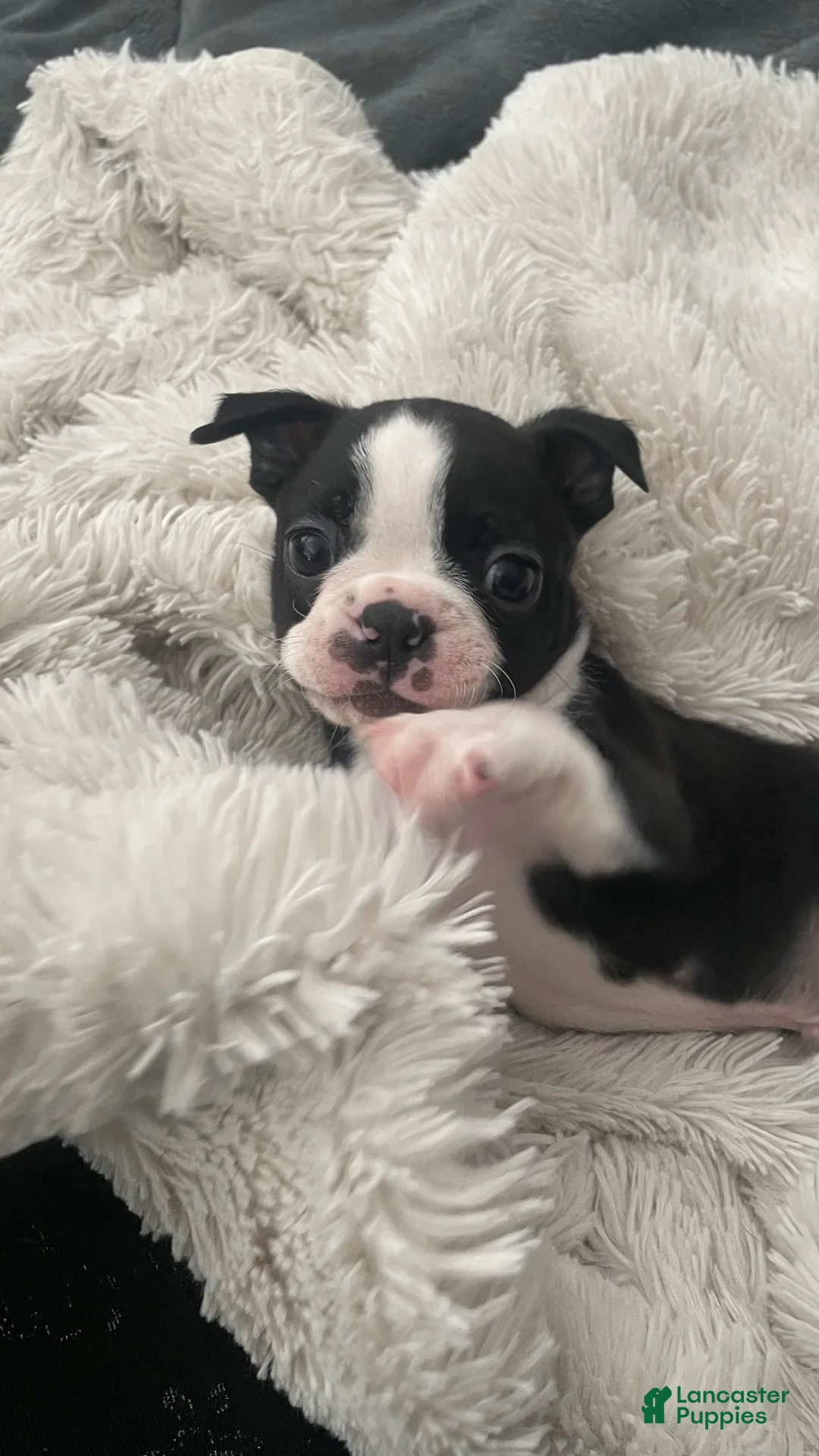 Boston Terrier dogs for sale: Dash - Ad 1