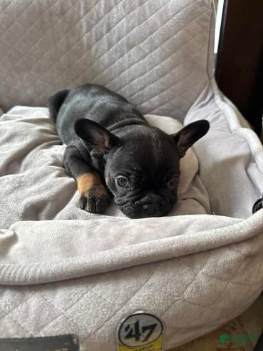 French Bulldog dogs Thor  - Ad 19