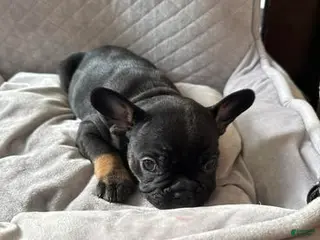 French Bulldog dogs Thor - Ad 19