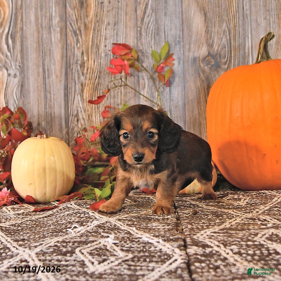 Dachshund dogs Tilly - Ad 2