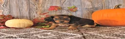 Dachshund dogs for sale: Tilly - Ad 2