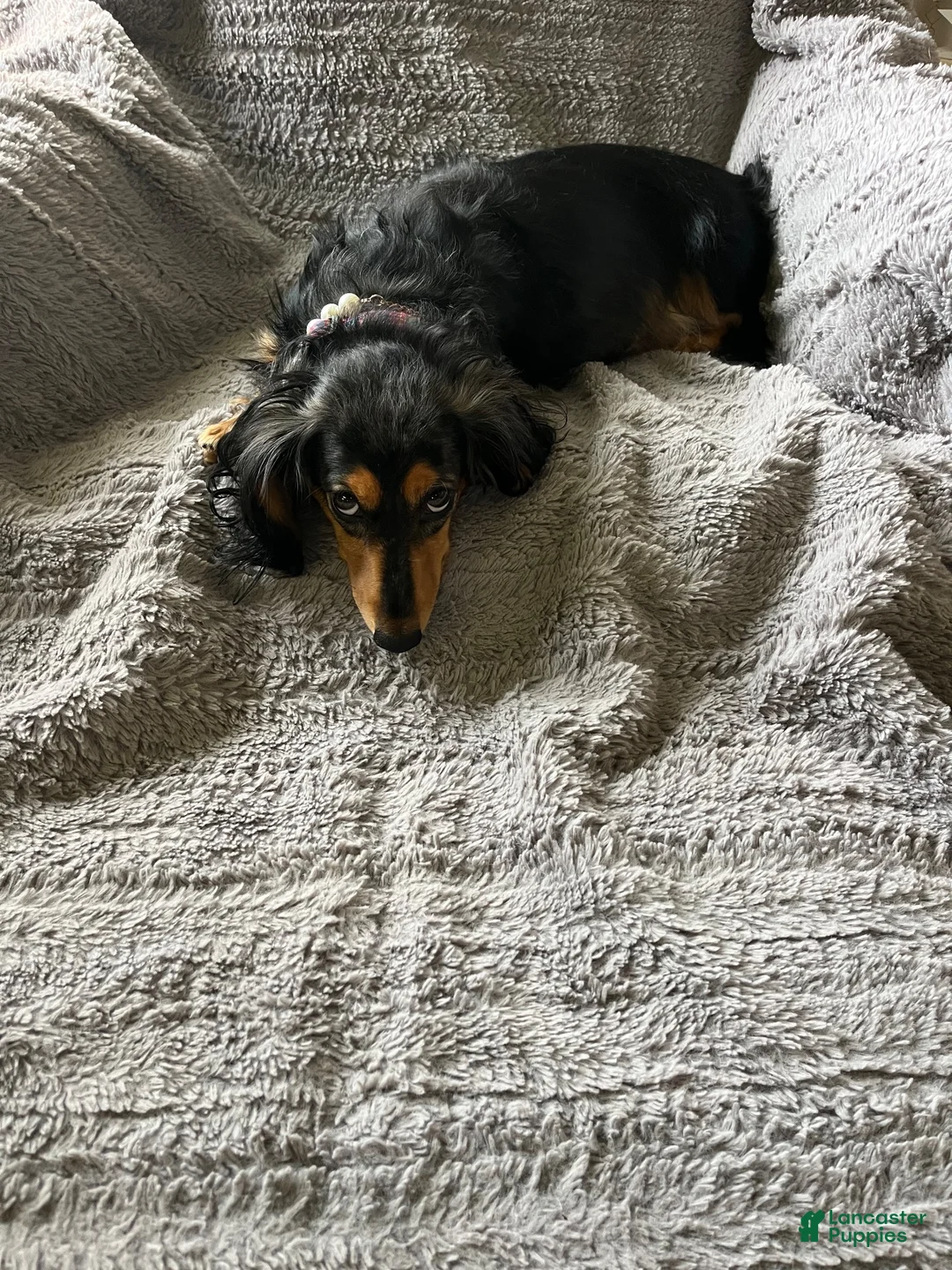 Miniature Dachshund dogs for sale: Miniature Dachshund 1 - Ad 3