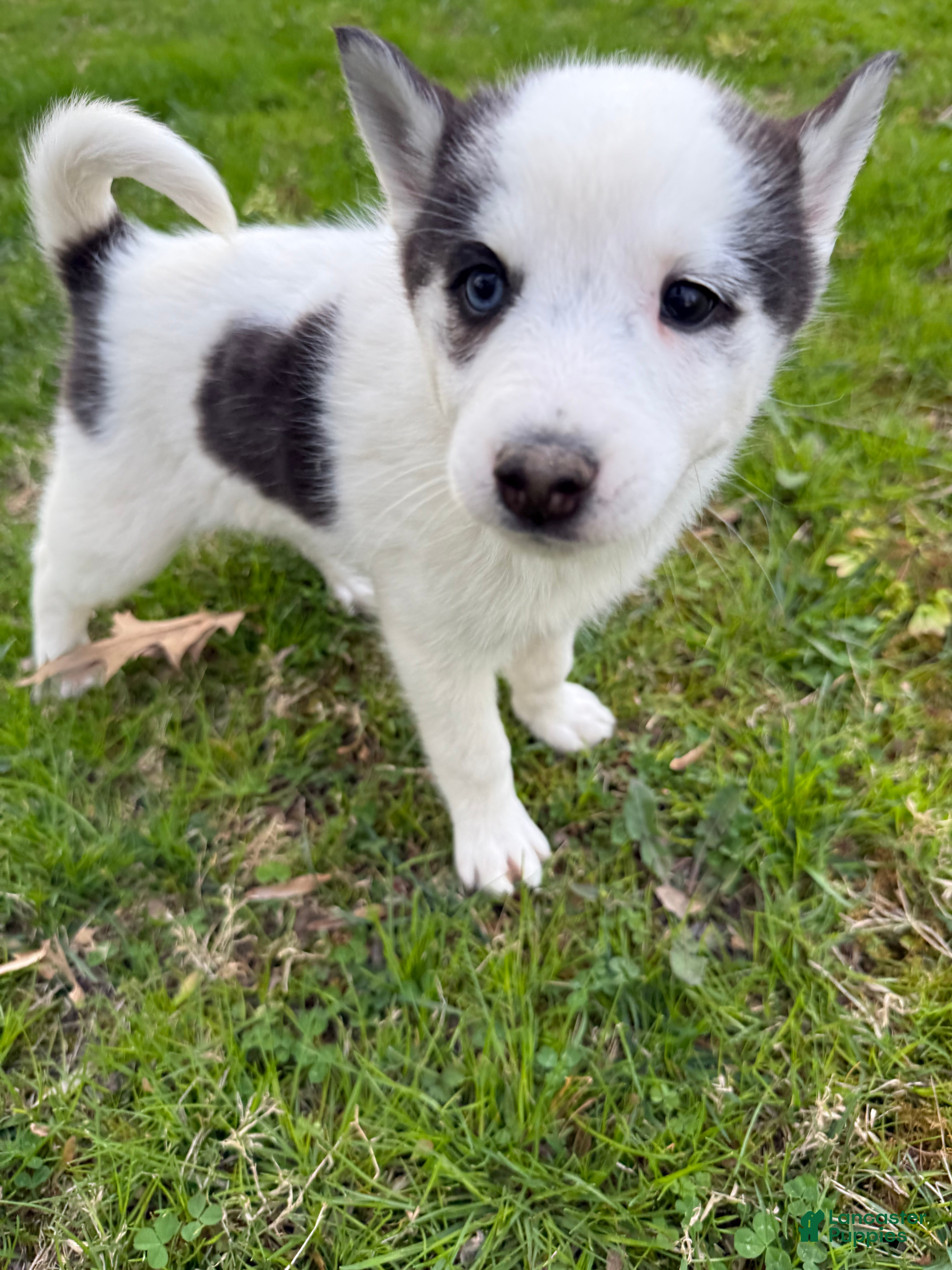 Pomsky dogs Pomsky Puppy 1 - Ad 12