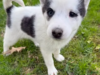 Pomsky dogs Pomsky Puppy 1 - Ad 12