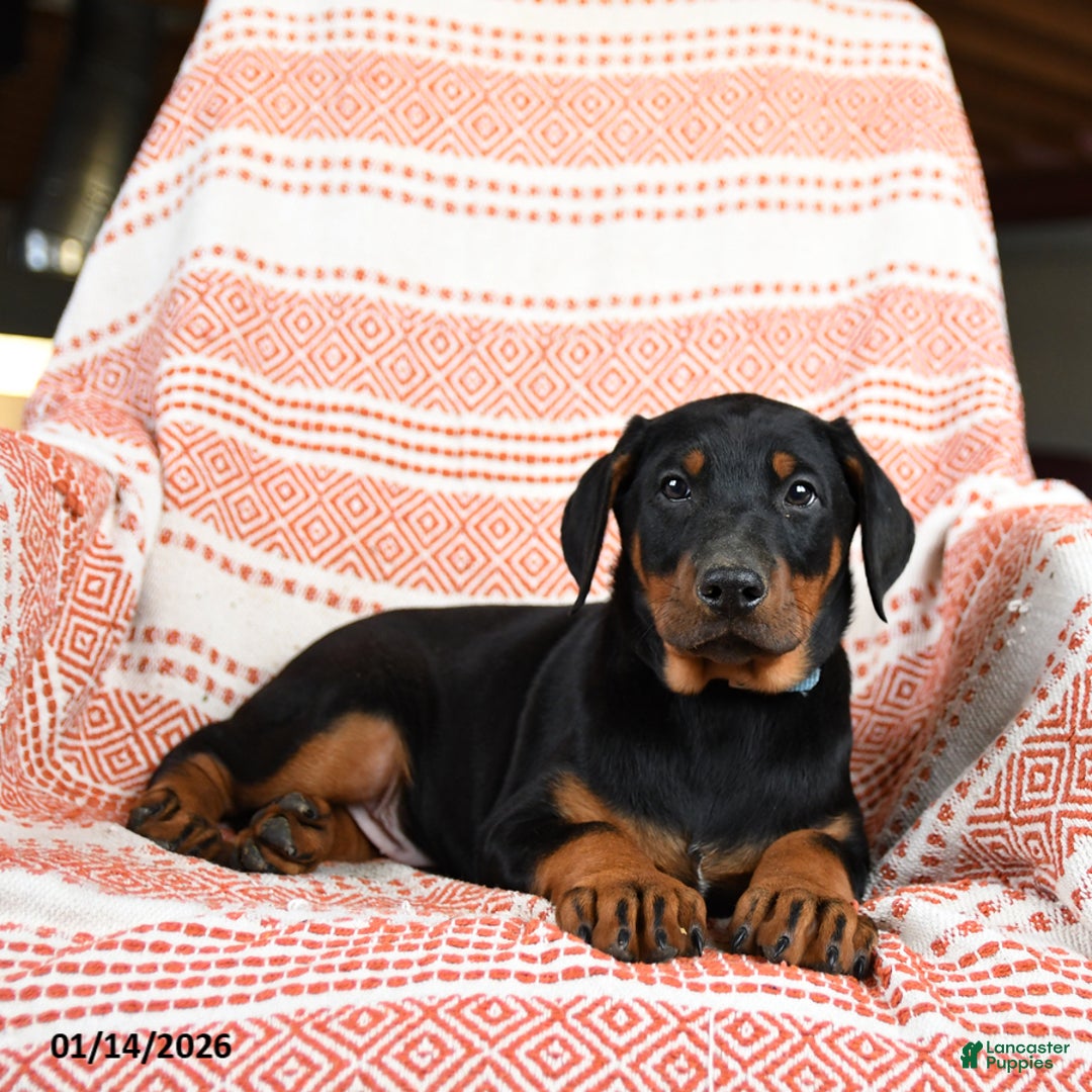 Doberman Pinscher dogs for sale: Ace - Ad 3