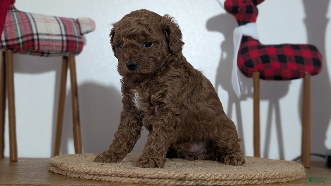 Miniature Poodle dogs for sale: Moby - Ad 3