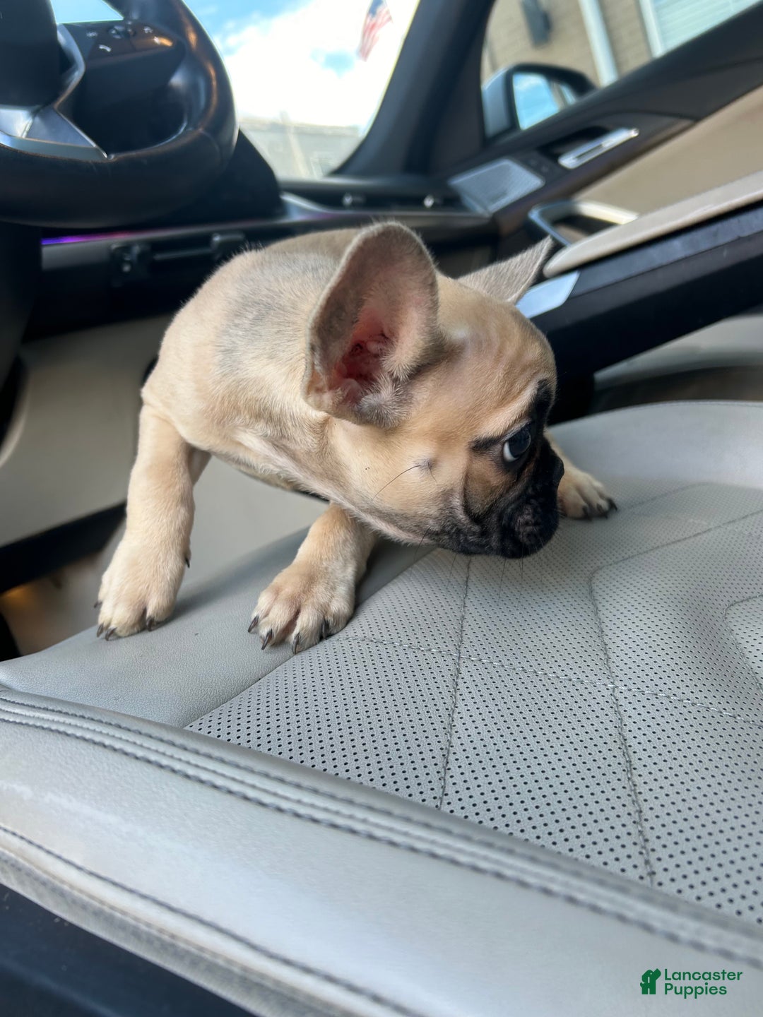 French Bulldog dogs for sale: Lola - Ad 9