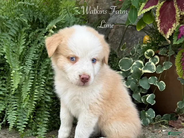 Australian Shepherd dogs for sale: Lime - Ad 1
