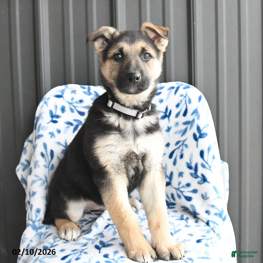 German Shepherd dogs Vera - Ad 2