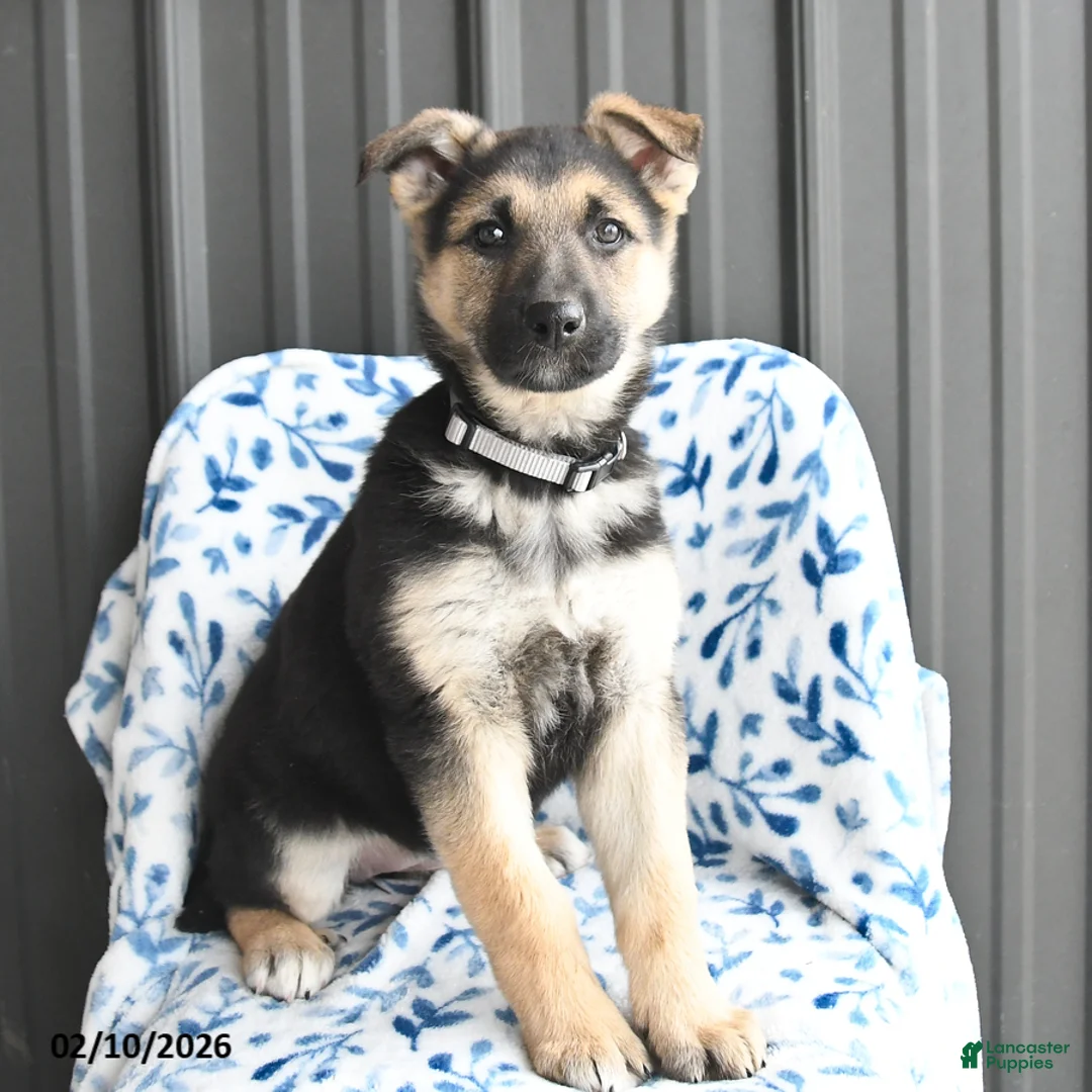 German Shepherd dogs for sale: Vera - Ad 2