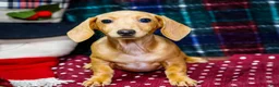 Miniature Dachshund dogs for sale: Tammy - Ad 1