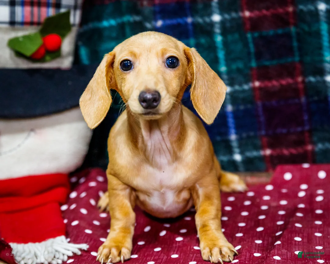 Miniature Dachshund dogs for sale: Tammy - Ad 1