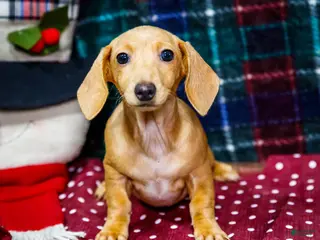Miniature Dachshund dogs Tammy - Ad 17