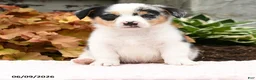 Mixed Breed dogs for sale: Nolan - Ad 2