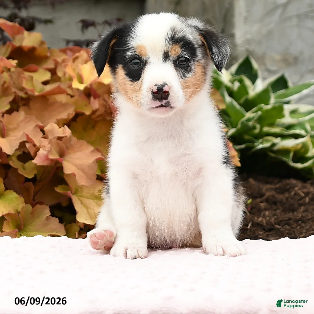 Mixed Breed dogs for sale: Nolan - Ad 2