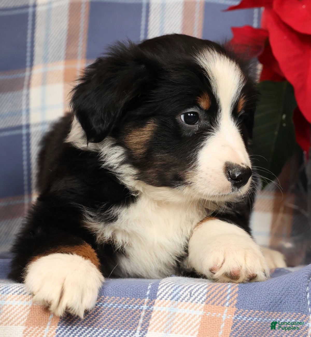 Australian Shepherd dogs Smokey - Ad 41