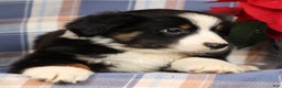 Australian Shepherd dogs for sale: Smokey - Ad 1