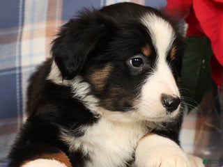Australian Shepherd dogs Smokey - Ad 3
