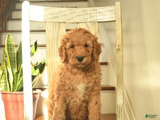 Standard Poodle dogs Hazelnut - Ad 39